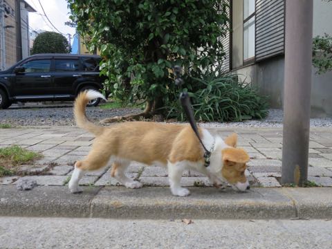 ウェルシュ・コーギー・ペンブロークこいぬ情報フントヒュッテウェルシュコーギーペンブローク子犬画像コーギーしっぽ付き尻尾付きしっぽつき断尾していないコーギー出産情報性格子犬の社会化コーギー家族募集中 Welsh Corgi Pembroke _ 1184.jpg