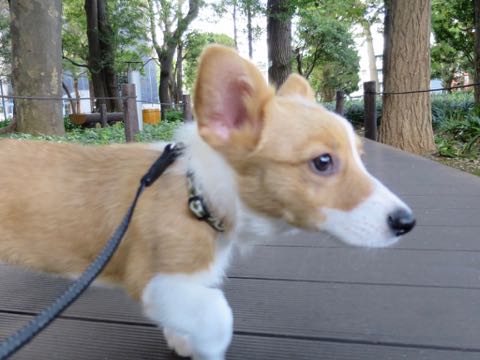 ウェルシュ・コーギー・ペンブロークこいぬ情報フントヒュッテウェルシュコーギーペンブローク子犬画像コーギーしっぽ付き尻尾付きしっぽつき断尾していないコーギー出産情報性格子犬の社会化コーギー家族募集中 Welsh Corgi Pembroke _ 1186.jpg