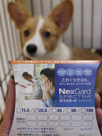 ウェルシュ・コーギー・ペンブロークこいぬ情報フントヒュッテウェルシュコーギーペンブローク子犬画像コーギーしっぽ付き尻尾付きしっぽつき断尾していないコーギー出産情報性格子犬の社会化コーギー家族募集中 Welsh Corgi Pembroke _ 1187.jpg