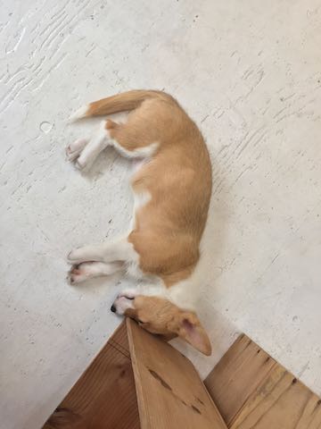 ウェルシュ・コーギー・ペンブロークこいぬ情報フントヒュッテウェルシュコーギーペンブローク子犬画像コーギーしっぽ付き尻尾付きしっぽつき断尾していないコーギー出産情報性格子犬の社会化コーギー家族募集中 Welsh Corgi Pembroke _ 1189.jpg