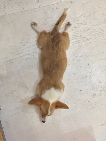 ウェルシュ・コーギー・ペンブロークこいぬ情報フントヒュッテウェルシュコーギーペンブローク子犬画像コーギーしっぽ付き尻尾付きしっぽつき断尾していないコーギー出産情報性格子犬の社会化コーギー家族募集中 Welsh Corgi Pembroke _ 1191.jpg