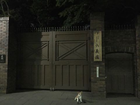 ウェルシュ・コーギー・ペンブロークこいぬ情報フントヒュッテウェルシュコーギーペンブローク子犬画像コーギーしっぽ付き尻尾付きしっぽつき断尾していないコーギー出産情報性格子犬の社会化コーギー家族募集中 Welsh Corgi Pembroke _ 1193.jpg