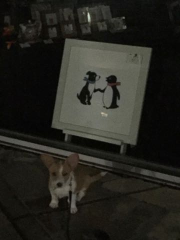 ウェルシュ・コーギー・ペンブロークこいぬ情報フントヒュッテウェルシュコーギーペンブローク子犬画像コーギーしっぽ付き尻尾付きしっぽつき断尾していないコーギー出産情報性格子犬の社会化コーギー家族募集中 Welsh Corgi Pembroke _ 1195.jpg
