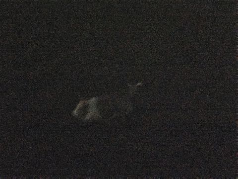ウェルシュ・コーギー・ペンブロークこいぬ情報フントヒュッテウェルシュコーギーペンブローク子犬画像コーギーしっぽ付き尻尾付きしっぽつき断尾していないコーギー出産情報性格子犬の社会化コーギー家族募集中 Welsh Corgi Pembroke _ 1204.jpg