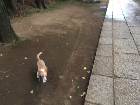 ウェルシュ・コーギー・ペンブロークこいぬ情報フントヒュッテウェルシュコーギーペンブローク子犬画像コーギーしっぽ付き尻尾付きしっぽつき断尾していないコーギー出産情報性格子犬の社会化コーギー家族募集中 Welsh Corgi Pembroke _ 1210.jpg