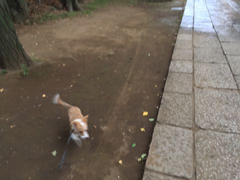 ウェルシュ・コーギー・ペンブロークこいぬ情報フントヒュッテウェルシュコーギーペンブローク子犬画像コーギーしっぽ付き尻尾付きしっぽつき断尾していないコーギー出産情報性格子犬の社会化コーギー家族募集中 Welsh Corgi Pembroke _ 1211.jpg