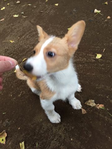ウェルシュ・コーギー・ペンブロークこいぬ情報フントヒュッテウェルシュコーギーペンブローク子犬画像コーギーしっぽ付き尻尾付きしっぽつき断尾していないコーギー出産情報性格子犬の社会化コーギー家族募集中 Welsh Corgi Pembroke _ 1213.jpg