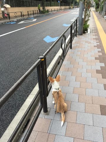 ウェルシュ・コーギー・ペンブロークこいぬ情報フントヒュッテウェルシュコーギーペンブローク子犬画像コーギーしっぽ付き尻尾付きしっぽつき断尾していないコーギー出産情報性格子犬の社会化コーギー家族募集中 Welsh Corgi Pembroke _ 1219.jpg