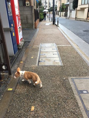 ウェルシュ・コーギー・ペンブロークこいぬ情報フントヒュッテウェルシュコーギーペンブローク子犬画像コーギーしっぽ付き尻尾付きしっぽつき断尾していないコーギー出産情報性格子犬の社会化コーギー家族募集中 Welsh Corgi Pembroke _ 1220.jpg