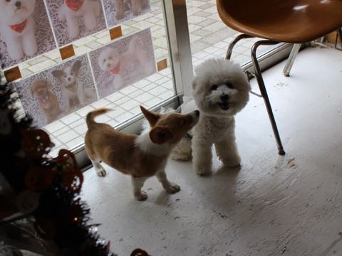 ウェルシュ・コーギー・ペンブロークこいぬ情報フントヒュッテウェルシュコーギーペンブローク子犬画像コーギーしっぽ付き尻尾付きしっぽつき断尾していないコーギー出産情報性格子犬の社会化コーギー家族募集中 Welsh Corgi Pembroke _ 1225.jpg