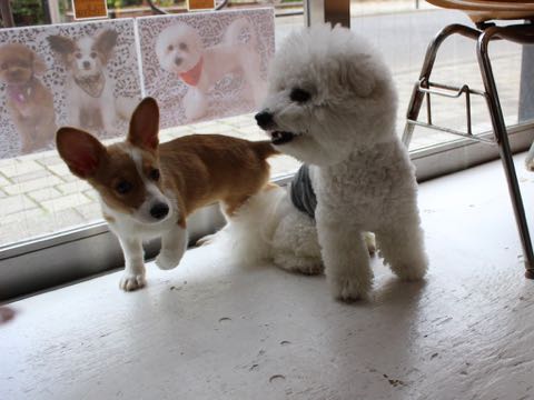 ウェルシュ・コーギー・ペンブロークこいぬ情報フントヒュッテウェルシュコーギーペンブローク子犬画像コーギーしっぽ付き尻尾付きしっぽつき断尾していないコーギー出産情報性格子犬の社会化コーギー家族募集中 Welsh Corgi Pembroke _ 1226.jpg