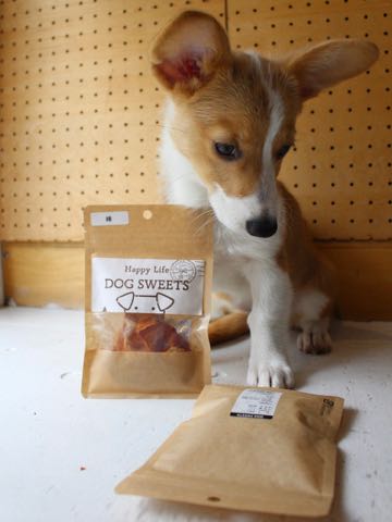 ウェルシュ・コーギー・ペンブロークこいぬ情報フントヒュッテウェルシュコーギーペンブローク子犬画像コーギーしっぽ付き尻尾付きしっぽつき断尾していないコーギー出産情報性格子犬の社会化コーギー家族募集中 Welsh Corgi Pembroke _ 1227.jpg