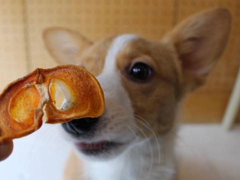 ウェルシュ・コーギー・ペンブロークこいぬ情報フントヒュッテウェルシュコーギーペンブローク子犬画像コーギーしっぽ付き尻尾付きしっぽつき断尾していないコーギー出産情報性格子犬の社会化コーギー家族募集中 Welsh Corgi Pembroke _ 1230.jpg