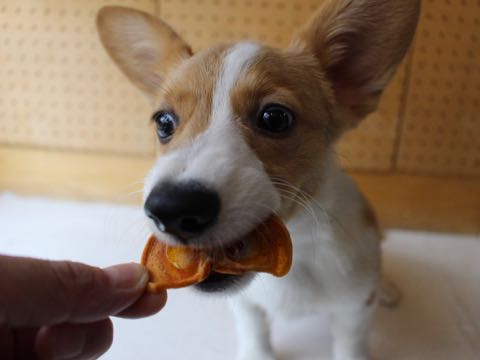 ウェルシュ・コーギー・ペンブロークこいぬ情報フントヒュッテウェルシュコーギーペンブローク子犬画像コーギーしっぽ付き尻尾付きしっぽつき断尾していないコーギー出産情報性格子犬の社会化コーギー家族募集中 Welsh Corgi Pembroke _ 1231.jpg