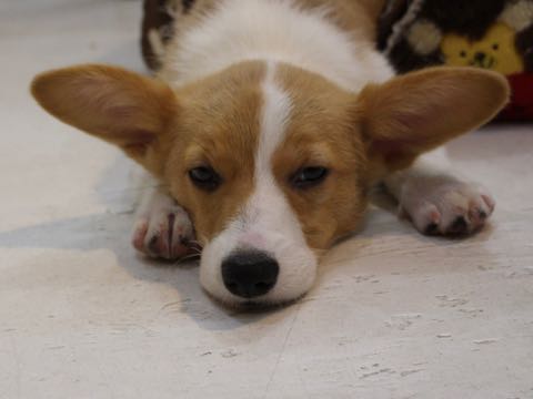 ウェルシュ・コーギー・ペンブロークこいぬ情報フントヒュッテウェルシュコーギーペンブローク子犬画像コーギーしっぽ付き尻尾付きしっぽつき断尾していないコーギー出産情報性格子犬の社会化コーギー家族募集中 Welsh Corgi Pembroke _ 1238.jpg