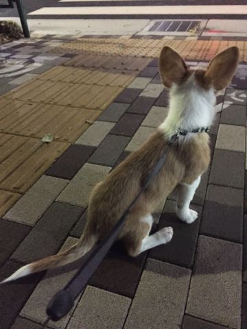 ウェルシュ・コーギー・ペンブロークこいぬ情報フントヒュッテウェルシュコーギーペンブローク子犬画像コーギーしっぽ付き尻尾付きしっぽつき断尾していないコーギー出産情報性格子犬の社会化コーギー家族募集中 Welsh Corgi Pembroke _ 1240.jpg