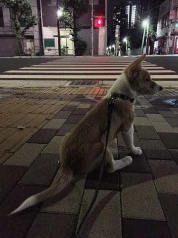 ウェルシュ・コーギー・ペンブロークこいぬ情報フントヒュッテウェルシュコーギーペンブローク子犬画像コーギーしっぽ付き尻尾付きしっぽつき断尾していないコーギー出産情報性格子犬の社会化コーギー家族募集中 Welsh Corgi Pembroke _ 1241.jpg