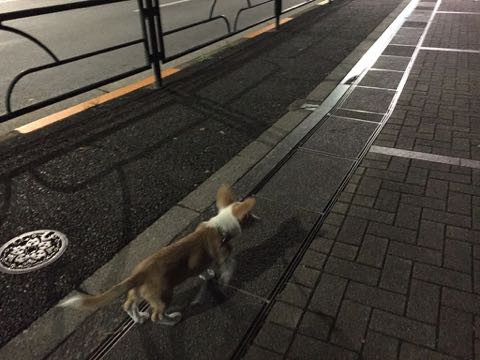 ウェルシュ・コーギー・ペンブロークこいぬ情報フントヒュッテウェルシュコーギーペンブローク子犬画像コーギーしっぽ付き尻尾付きしっぽつき断尾していないコーギー出産情報性格子犬の社会化コーギー家族募集中 Welsh Corgi Pembroke _ 1256.jpg