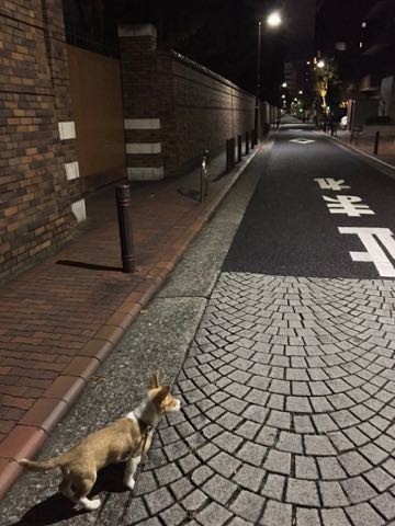 ウェルシュ・コーギー・ペンブロークこいぬ情報フントヒュッテウェルシュコーギーペンブローク子犬画像コーギーしっぽ付き尻尾付きしっぽつき断尾していないコーギー出産情報性格子犬の社会化コーギー家族募集中 Welsh Corgi Pembroke _ 1257.jpg