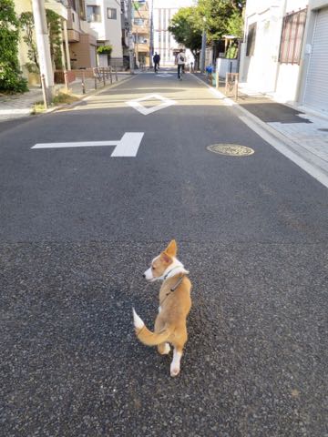 ウェルシュ・コーギー・ペンブロークこいぬ情報フントヒュッテウェルシュコーギーペンブローク子犬画像コーギーしっぽ付き尻尾付きしっぽつき断尾していないコーギー出産情報性格子犬の社会化コーギー家族募集中 Welsh Corgi Pembroke _ 1259.jpg