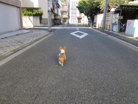 ウェルシュ・コーギー・ペンブロークこいぬ情報フントヒュッテウェルシュコーギーペンブローク子犬画像コーギーしっぽ付き尻尾付きしっぽつき断尾していないコーギー出産情報性格子犬の社会化コーギー家族募集中 Welsh Corgi Pembroke _ 1260.jpg