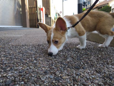 ウェルシュ・コーギー・ペンブロークこいぬ情報フントヒュッテウェルシュコーギーペンブローク子犬画像コーギーしっぽ付き尻尾付きしっぽつき断尾していないコーギー出産情報性格子犬の社会化コーギー家族募集中 Welsh Corgi Pembroke _ 1263.jpg