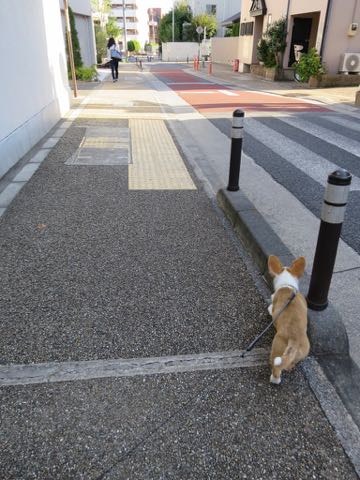 ウェルシュ・コーギー・ペンブロークこいぬ情報フントヒュッテウェルシュコーギーペンブローク子犬画像コーギーしっぽ付き尻尾付きしっぽつき断尾していないコーギー出産情報性格子犬の社会化コーギー家族募集中 Welsh Corgi Pembroke _ 1265.jpg
