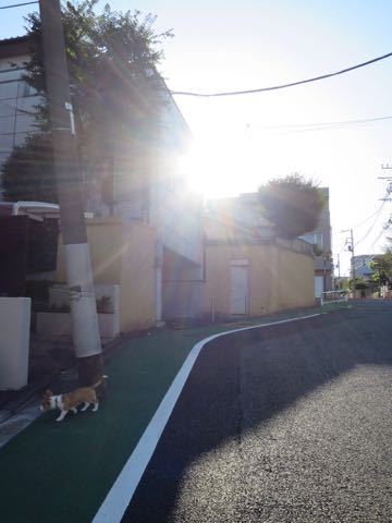 ウェルシュ・コーギー・ペンブロークこいぬ情報フントヒュッテウェルシュコーギーペンブローク子犬画像コーギーしっぽ付き尻尾付きしっぽつき断尾していないコーギー出産情報性格子犬の社会化コーギー家族募集中 Welsh Corgi Pembroke _ 1266.jpg