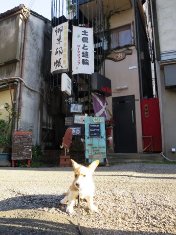 ウェルシュ・コーギー・ペンブロークこいぬ情報フントヒュッテウェルシュコーギーペンブローク子犬画像コーギーしっぽ付き尻尾付きしっぽつき断尾していないコーギー出産情報性格子犬の社会化コーギー家族募集中 Welsh Corgi Pembroke _ 1268.jpg