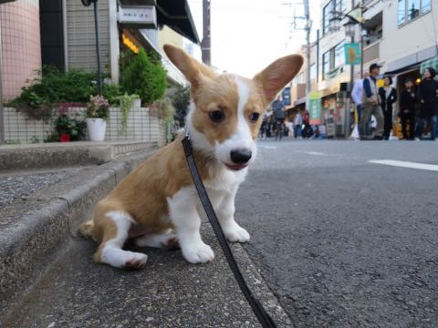 ウェルシュ・コーギー・ペンブロークこいぬ情報フントヒュッテウェルシュコーギーペンブローク子犬画像コーギーしっぽ付き尻尾付きしっぽつき断尾していないコーギー出産情報性格子犬の社会化コーギー家族募集中 Welsh Corgi Pembroke _ 1269.jpg