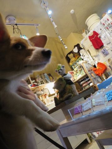 ウェルシュ・コーギー・ペンブロークこいぬ情報フントヒュッテウェルシュコーギーペンブローク子犬画像コーギーしっぽ付き尻尾付きしっぽつき断尾していないコーギー出産情報性格子犬の社会化コーギー家族募集中 Welsh Corgi Pembroke _ 1272.jpg