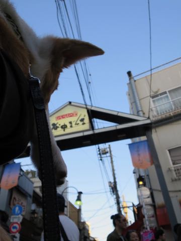 ウェルシュ・コーギー・ペンブロークこいぬ情報フントヒュッテウェルシュコーギーペンブローク子犬画像コーギーしっぽ付き尻尾付きしっぽつき断尾していないコーギー出産情報性格子犬の社会化コーギー家族募集中 Welsh Corgi Pembroke _ 1276.jpg