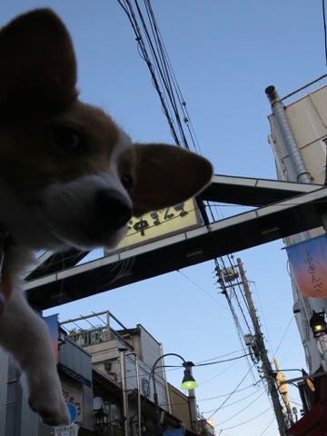 ウェルシュ・コーギー・ペンブロークこいぬ情報フントヒュッテウェルシュコーギーペンブローク子犬画像コーギーしっぽ付き尻尾付きしっぽつき断尾していないコーギー出産情報性格子犬の社会化コーギー家族募集中 Welsh Corgi Pembroke _ 1277.jpg