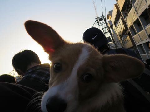 ウェルシュ・コーギー・ペンブロークこいぬ情報フントヒュッテウェルシュコーギーペンブローク子犬画像コーギーしっぽ付き尻尾付きしっぽつき断尾していないコーギー出産情報性格子犬の社会化コーギー家族募集中 Welsh Corgi Pembroke _ 1280.jpg