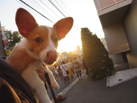 ウェルシュ・コーギー・ペンブロークこいぬ情報フントヒュッテウェルシュコーギーペンブローク子犬画像コーギーしっぽ付き尻尾付きしっぽつき断尾していないコーギー出産情報性格子犬の社会化コーギー家族募集中 Welsh Corgi Pembroke _ 1282.jpg