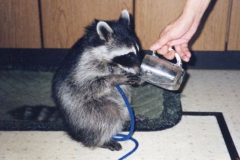 アライグマ、安易に飼い「流血の日々」 次第に見せた「野生の顔」1.jpg