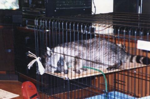 アライグマ、安易に飼い「流血の日々」 次第に見せた「野生の顔」4.jpg