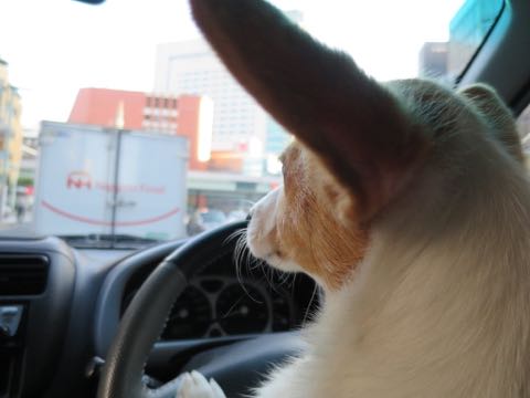 ウェルシュ・コーギー・ペンブロークこいぬ情報フントヒュッテウェルシュコーギーペンブローク子犬画像コーギーしっぽ付き尻尾付きしっぽつき断尾していないコーギー出産情報性格子犬の社会化コーギー家族募集中 Welsh Corgi Pembroke _ 1294.jpg