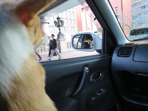 ウェルシュ・コーギー・ペンブロークこいぬ情報フントヒュッテウェルシュコーギーペンブローク子犬画像コーギーしっぽ付き尻尾付きしっぽつき断尾していないコーギー出産情報性格子犬の社会化コーギー家族募集中 Welsh Corgi Pembroke _ 1299.jpg