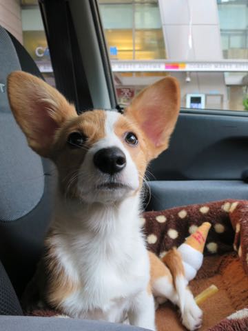 ウェルシュ・コーギー・ペンブロークこいぬ情報フントヒュッテウェルシュコーギーペンブローク子犬画像コーギーしっぽ付き尻尾付きしっぽつき断尾していないコーギー出産情報性格子犬の社会化コーギー家族募集中 Welsh Corgi Pembroke _ 1301.jpg