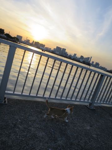 ウェルシュ・コーギー・ペンブロークこいぬ情報フントヒュッテウェルシュコーギーペンブローク子犬画像コーギーしっぽ付き尻尾付きしっぽつき断尾していないコーギー出産情報性格子犬の社会化コーギー家族募集中 Welsh Corgi Pembroke _ 1310.jpg
