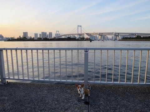 ウェルシュ・コーギー・ペンブロークこいぬ情報フントヒュッテウェルシュコーギーペンブローク子犬画像コーギーしっぽ付き尻尾付きしっぽつき断尾していないコーギー出産情報性格子犬の社会化コーギー家族募集中 Welsh Corgi Pembroke _ 1315.jpg