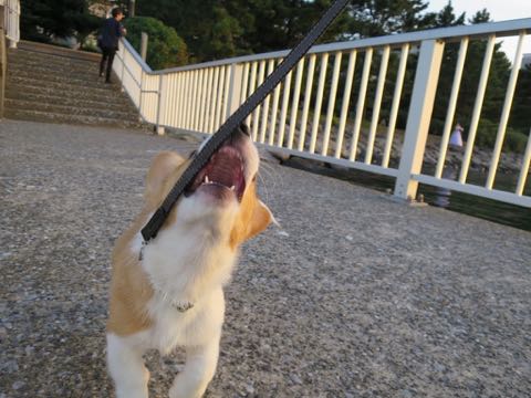 ウェルシュ・コーギー・ペンブロークこいぬ情報フントヒュッテウェルシュコーギーペンブローク子犬画像コーギーしっぽ付き尻尾付きしっぽつき断尾していないコーギー出産情報性格子犬の社会化コーギー家族募集中 Welsh Corgi Pembroke _ 1316.jpg