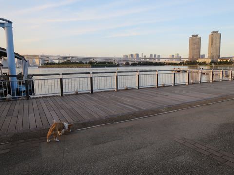 ウェルシュ・コーギー・ペンブロークこいぬ情報フントヒュッテウェルシュコーギーペンブローク子犬画像コーギーしっぽ付き尻尾付きしっぽつき断尾していないコーギー出産情報性格子犬の社会化コーギー家族募集中 Welsh Corgi Pembroke _ 1318.jpg