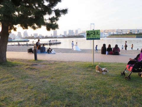ウェルシュ・コーギー・ペンブロークこいぬ情報フントヒュッテウェルシュコーギーペンブローク子犬画像コーギーしっぽ付き尻尾付きしっぽつき断尾していないコーギー出産情報性格子犬の社会化コーギー家族募集中 Welsh Corgi Pembroke _ 1319.jpg