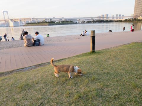 ウェルシュ・コーギー・ペンブロークこいぬ情報フントヒュッテウェルシュコーギーペンブローク子犬画像コーギーしっぽ付き尻尾付きしっぽつき断尾していないコーギー出産情報性格子犬の社会化コーギー家族募集中 Welsh Corgi Pembroke _ 1320.jpg