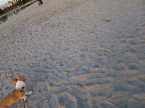 ウェルシュ・コーギー・ペンブロークこいぬ情報フントヒュッテウェルシュコーギーペンブローク子犬画像コーギーしっぽ付き尻尾付きしっぽつき断尾していないコーギー出産情報性格子犬の社会化コーギー家族募集中 Welsh Corgi Pembroke _ 1322.jpg