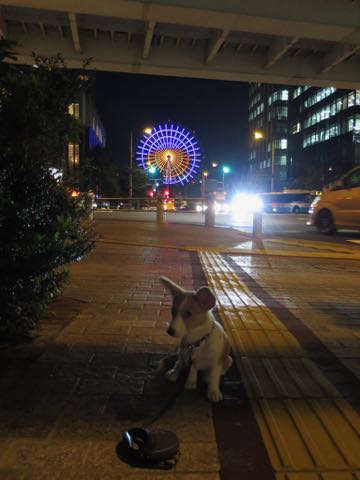 ウェルシュ・コーギー・ペンブロークこいぬ情報フントヒュッテウェルシュコーギーペンブローク子犬画像コーギーしっぽ付き尻尾付きしっぽつき断尾していないコーギー出産情報性格子犬の社会化コーギー家族募集中 Welsh Corgi Pembroke _ 1343.jpg