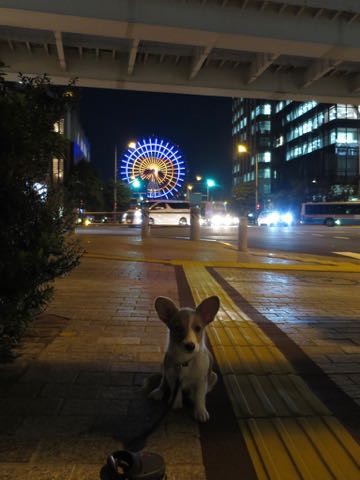 ウェルシュ・コーギー・ペンブロークこいぬ情報フントヒュッテウェルシュコーギーペンブローク子犬画像コーギーしっぽ付き尻尾付きしっぽつき断尾していないコーギー出産情報性格子犬の社会化コーギー家族募集中 Welsh Corgi Pembroke _ 1344.jpg