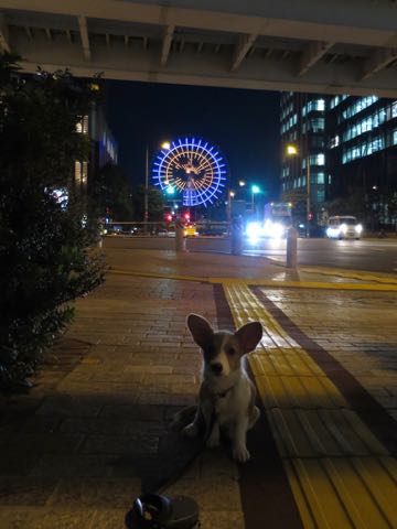 ウェルシュ・コーギー・ペンブロークこいぬ情報フントヒュッテウェルシュコーギーペンブローク子犬画像コーギーしっぽ付き尻尾付きしっぽつき断尾していないコーギー出産情報性格子犬の社会化コーギー家族募集中 Welsh Corgi Pembroke _ 1345.jpg